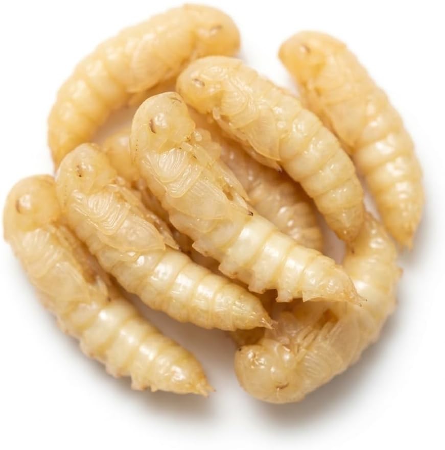 Mealworm Pupae Live Feeder Insects | FREE SHIPPING & Live Arrival