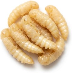 Mealworm Pupae Live Feeder Insects | FREE SHIPPING & Live Arrival