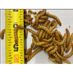 LIVE Giant Mealworms for Reptiles, Amphibians, Birds, Fishing – Gutloaded