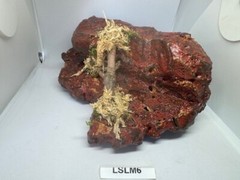 Magnetic Rock Ledges For Terrariums And Cages (Limited Edition) Medium LAVA