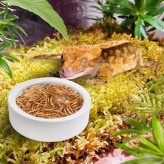 4 Pack Reptile Food Bowl, Mini Ceramic Water Feeder Bowl, Reptile Worm Feedin…