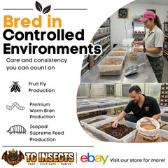 TC INSECTS Live Superworms Feeder Insects for Reptiles Amphibians Birds & More