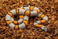 ReptiChip Coconut Chip Bedding 72QT – Organic Substrate for Snakes & Turtles