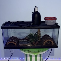 Ball python with complete home setup,hideouts and food also included!!